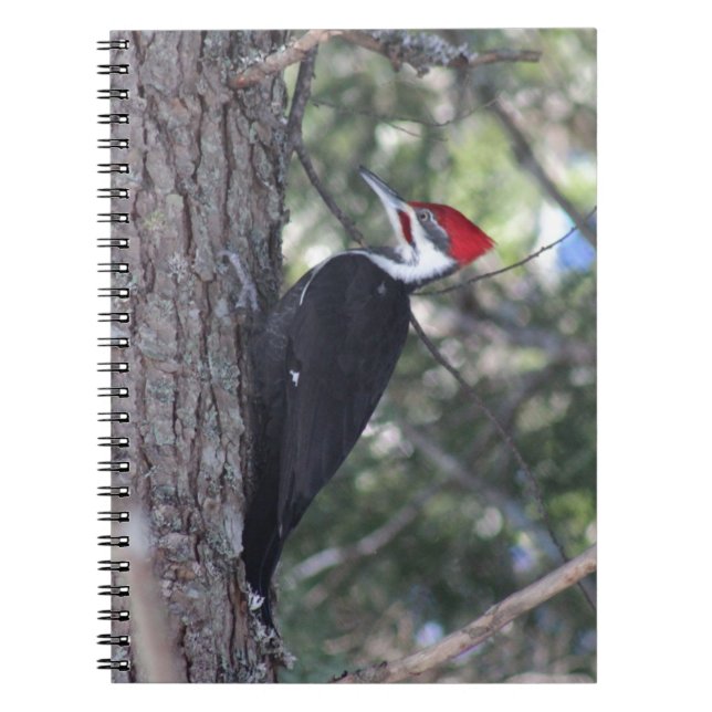 Pileated Woodpecker Spiral Notebook (Front)