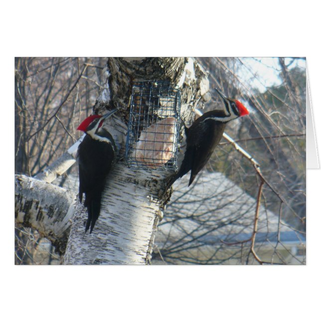Pileated Woodpeckers (Front Horizontal)