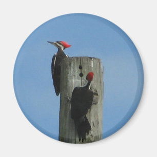 Pileated Woodpeckers Magnet
