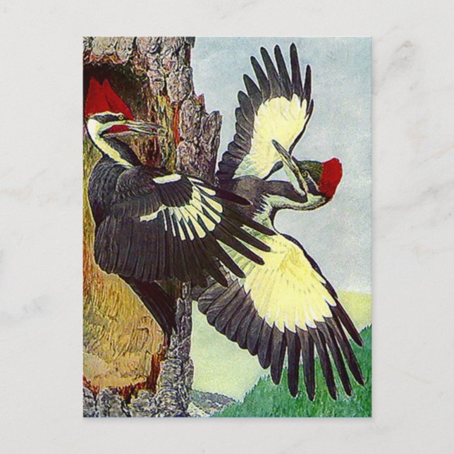 PILEATED WOODPECKERS TREE NEST CAVITY POSTCARD (Front)
