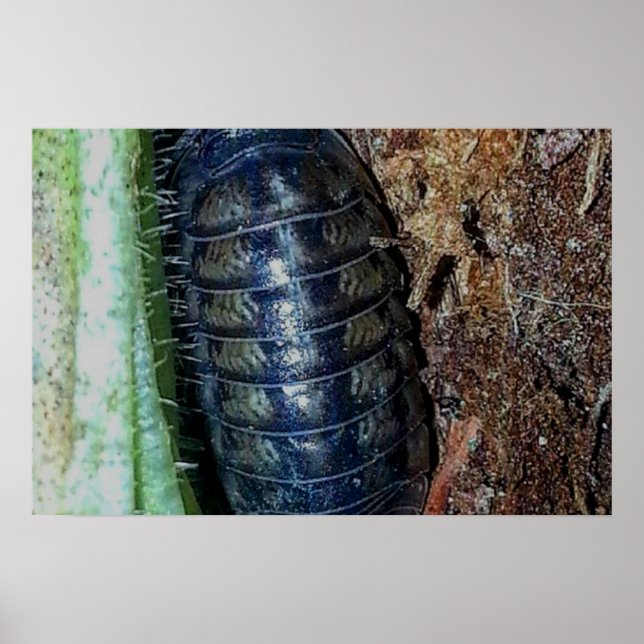 Pill Bug (photo) - Poster (Front)