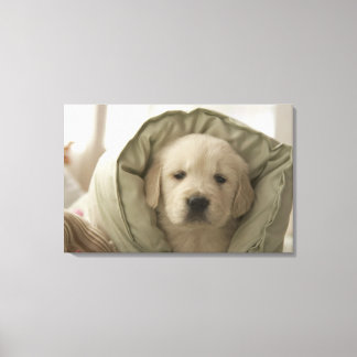Pillow around dog canvas print
