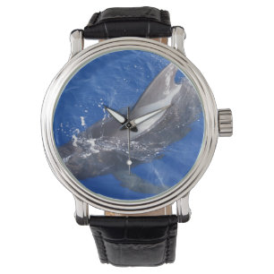 Pilot Whale in Hawaii Watch