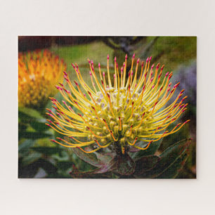 Pin Cushion Protea Flowers on Maui Jigsaw Puzzle