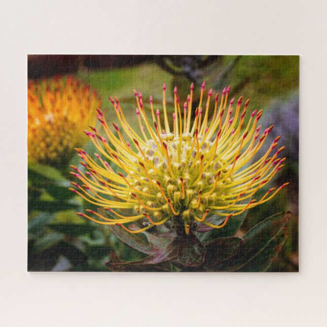 Pin Cushion Protea Flowers on Maui Jigsaw Puzzle (Horizontal)
