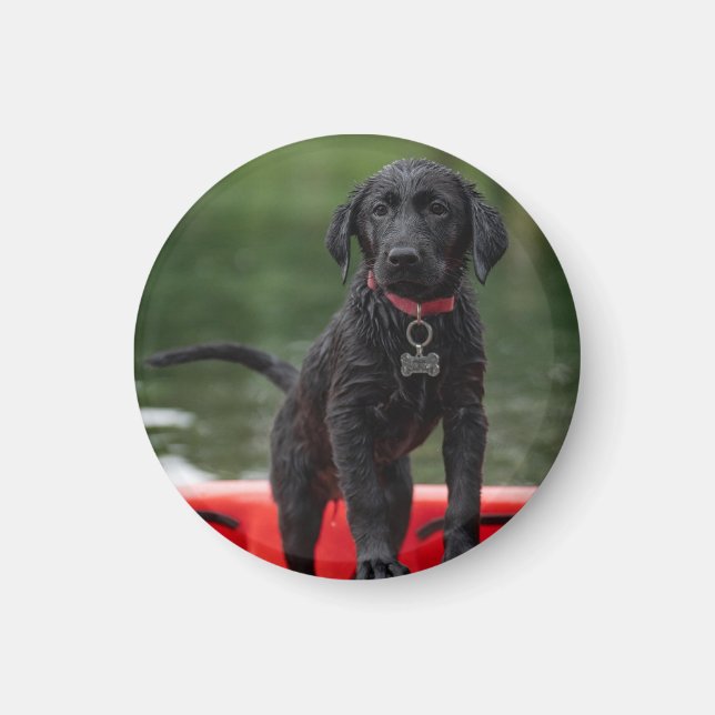 Pin or magnet with picture of dog. (Front)