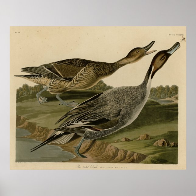 Pin tailed Duck Poster (Front)