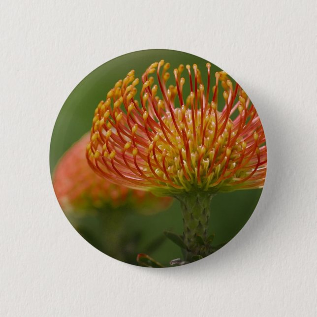 Pincushion Protea 6 Cm Round Badge (Front)