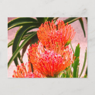 Pincushion Tango #1-2 Postcard