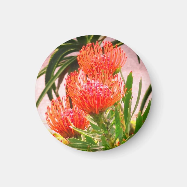 Pincushion Tango #1 Magnet (Front)