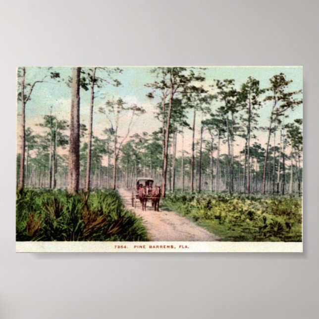 Pine Barrens of Florida Poster (Front)