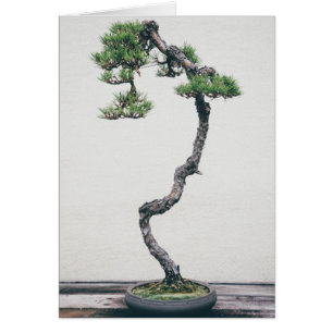 Pine Bonsai