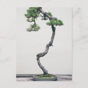 Pine Bonsai Postcard
