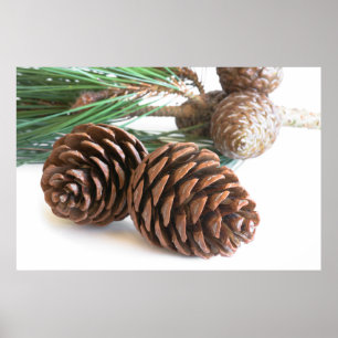 Pine branch and cones poster
