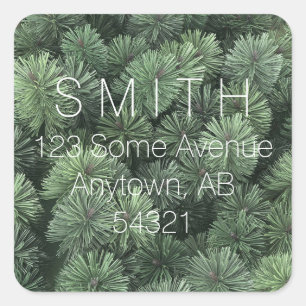 Pine Branches Evergreen Fir Tree Needles Winter Square Sticker
