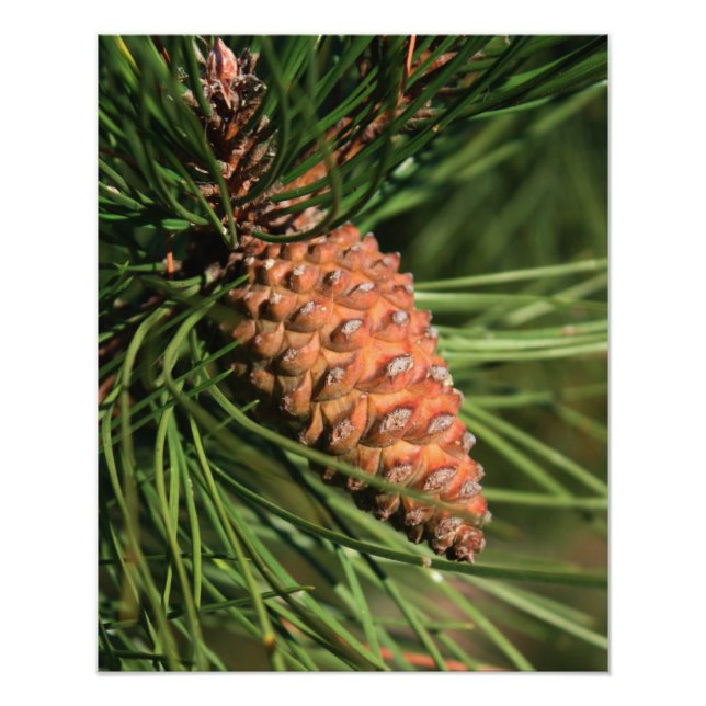 Pine Cone Close Up Photo Print (Front)