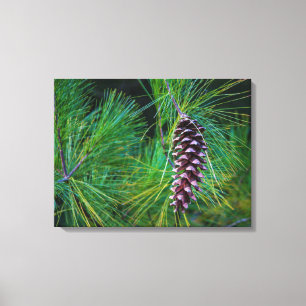 Pine Cone Portrait Canvas Print