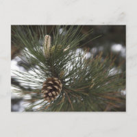 Pine cone