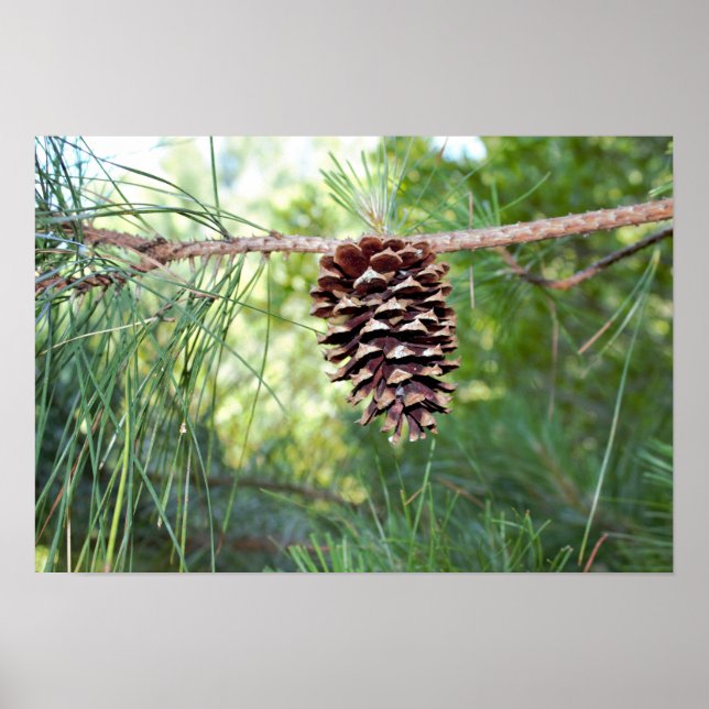 Pine Cone Poster (Front)