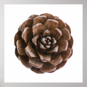 Pine cone poster