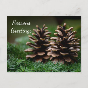 Pine Cone Seasons Greetings  Postcard