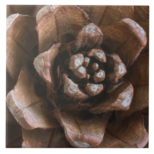 Pine cone tile (Front)
