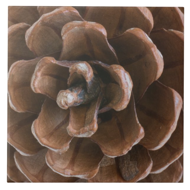Pine cone tile (Front)