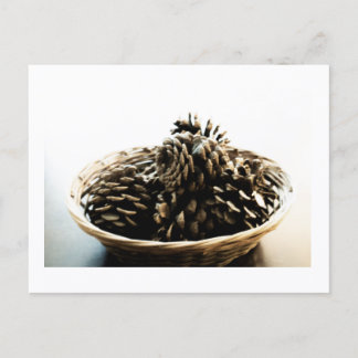 Pine Cones in a Pile Postcard Print by JH Thornton