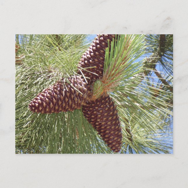 pine cones, pine, lake tahoe, nature postcard (Front)