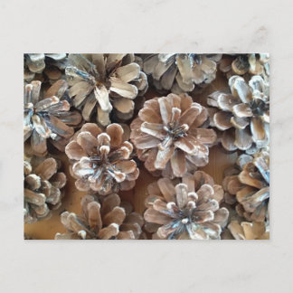 Pine Cones Postcard