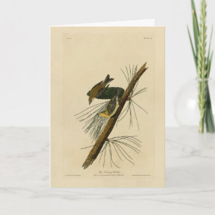 Pine Creeping Warbler - Audubon's Birds of America Card