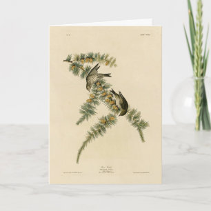 Pine Finch (Pine Siskin), Audubon Birds of America Card