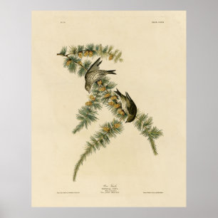 Pine Finch (Pine Siskin), Audubon Birds of America Poster