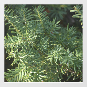 Pine Forest