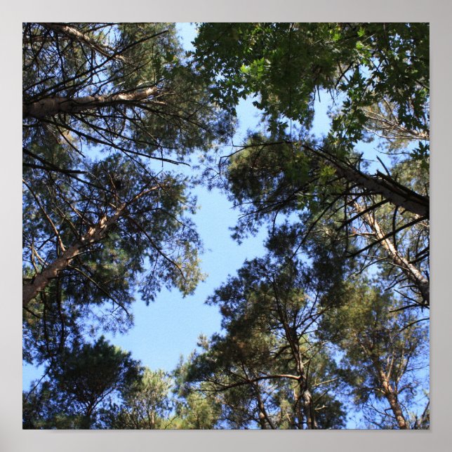 Pine forest canopy poster (Front)