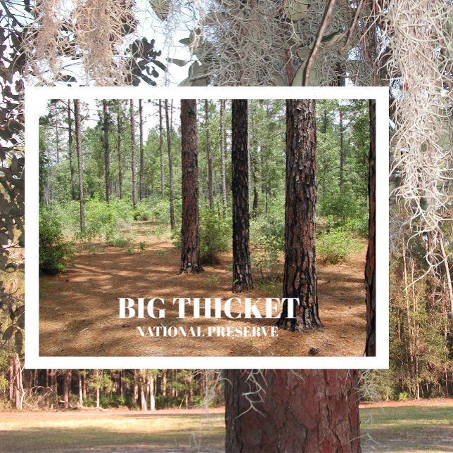 Pine Forest Clearing Big Thicket National Preserve Postcard (Creator Uploaded)