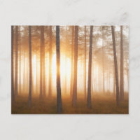 Pine Forest Landscape