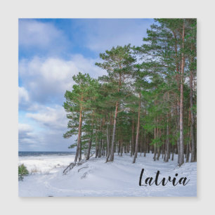Pine forest near sea coast in Latvia
