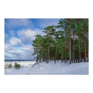 Pine forest near sea coast in Latvia Canvas Print