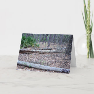 Pine Forest Note Card