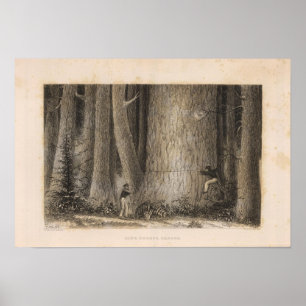 Pine Forest, Oregon Poster