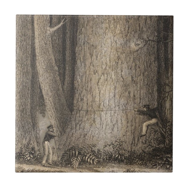 Pine Forest, Oregon Tile (Front)