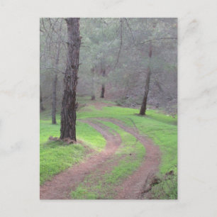 Pine Forest Road Postcard
