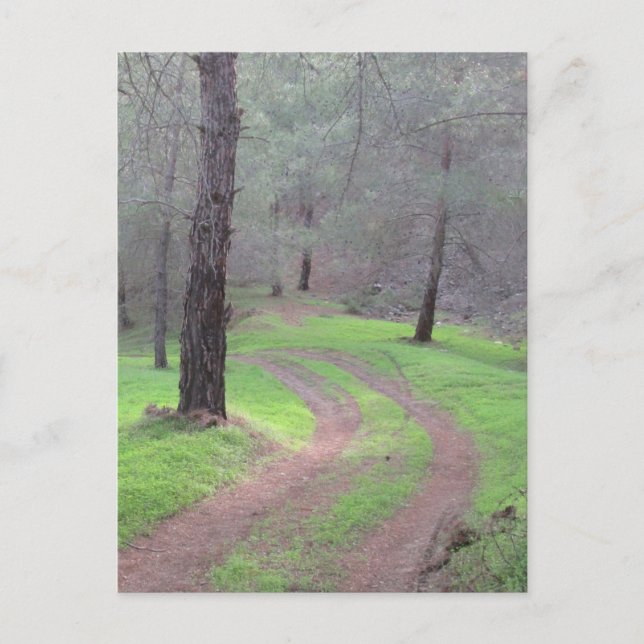 Pine Forest Road Postcard (Front)