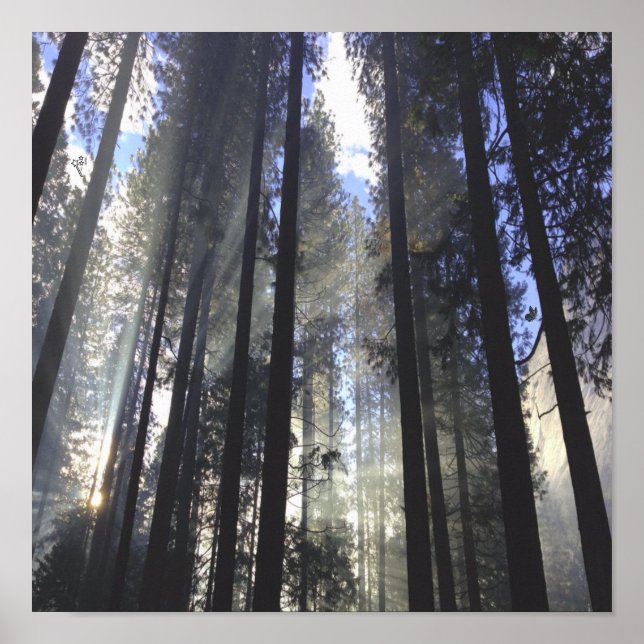 Pine Forest With Sunshine Nature Poster (Front)