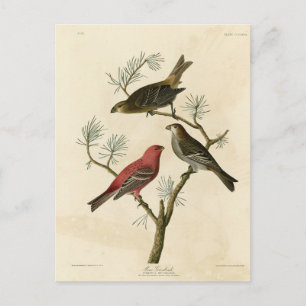 Pine Grosbeak from Audubon's Birds of America Postcard