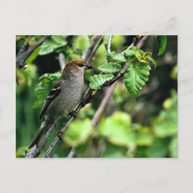 Pine Grosbeak Postcard (Front)