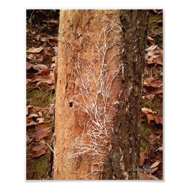 Pine Lace Photo Print (Front)