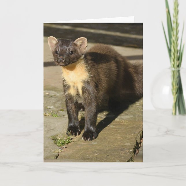 pine marten card (Front)