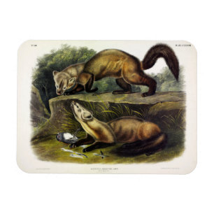 Pine Marten (Mustela Martes) American Marten Magnet